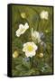 Anemones and Forget-Me-Nots-Maria Krabbe-Framed Stretched Canvas