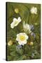 Anemones and Forget-Me-Nots-Maria Krabbe-Stretched Canvas