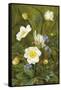 Anemones and Forget-Me-Nots-Maria Krabbe-Framed Stretched Canvas