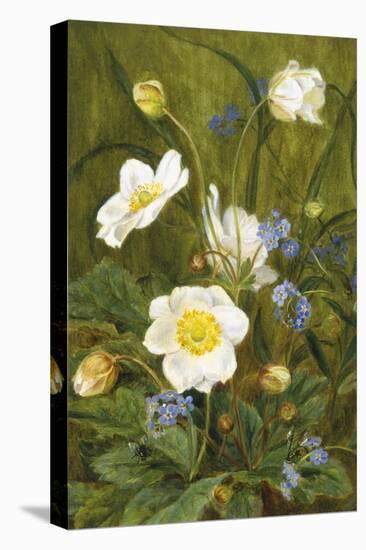 Anemones and Forget-Me-Nots-Maria Krabbe-Stretched Canvas