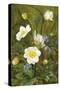 Anemones and Forget-Me-Nots-Maria Krabbe-Stretched Canvas