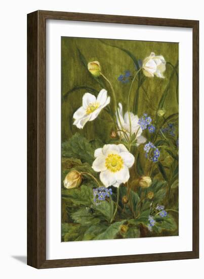 Anemones and Forget-Me-Nots-Maria Krabbe-Framed Giclee Print