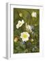 Anemones and Forget-Me-Nots-Maria Krabbe-Framed Giclee Print