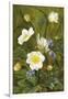 Anemones and Forget-Me-Nots-Maria Krabbe-Framed Giclee Print