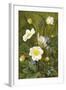 Anemones and Forget-Me-Nots-Maria Krabbe-Framed Giclee Print