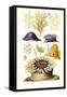 Anemones and Seaweeds-James Sowerby-Framed Stretched Canvas