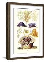 Anemones and Seaweeds-James Sowerby-Framed Art Print