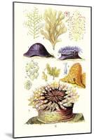 Anemones and Seaweeds-James Sowerby-Mounted Art Print