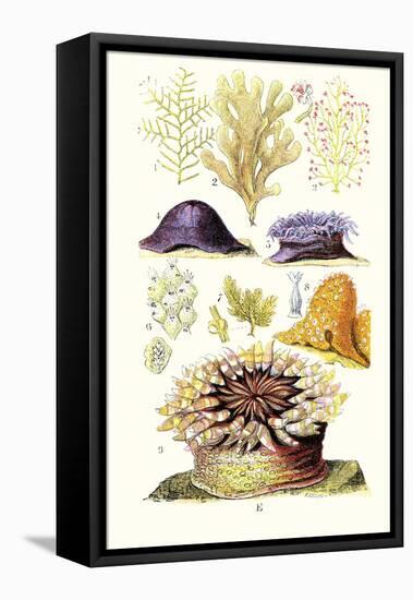 Anemones and Seaweeds-James Sowerby-Framed Stretched Canvas