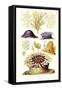 Anemones and Seaweeds-James Sowerby-Framed Stretched Canvas