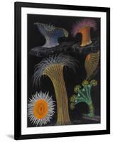 Anemones and Stalked Jellyfish-Philip Henry Gosse-Framed Giclee Print