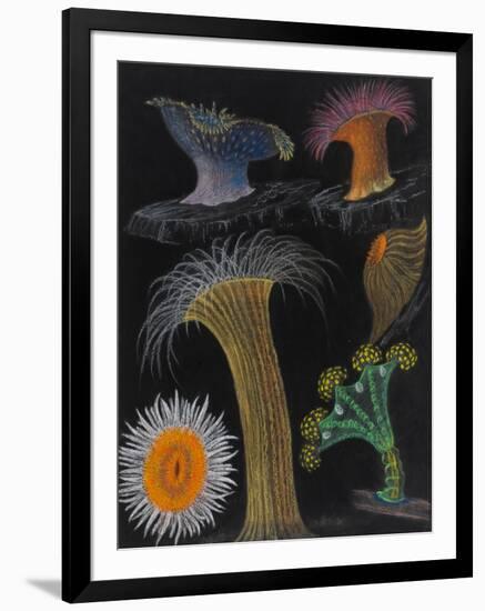 Anemones and Stalked Jellyfish-Philip Henry Gosse-Framed Giclee Print