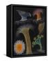 Anemones and Stalked Jellyfish-Philip Henry Gosse-Framed Stretched Canvas