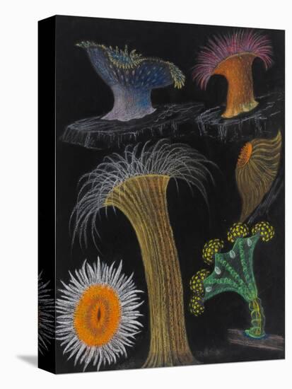 Anemones and Stalked Jellyfish-Philip Henry Gosse-Stretched Canvas