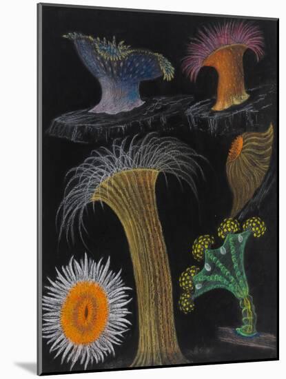 Anemones and Stalked Jellyfish-Philip Henry Gosse-Mounted Giclee Print