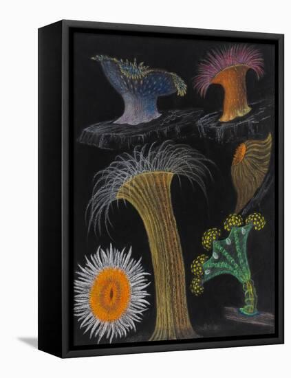 Anemones and Stalked Jellyfish-Philip Henry Gosse-Framed Stretched Canvas