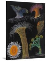 Anemones and Stalked Jellyfish-Philip Henry Gosse-Stretched Canvas