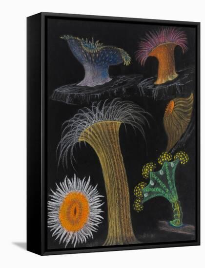 Anemones and Stalked Jellyfish-Philip Henry Gosse-Framed Stretched Canvas