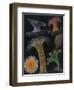 Anemones and Stalked Jellyfish-Philip Henry Gosse-Framed Giclee Print