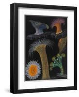 Anemones and Stalked Jellyfish-Philip Henry Gosse-Framed Giclee Print