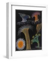 Anemones and Stalked Jellyfish-Philip Henry Gosse-Framed Giclee Print