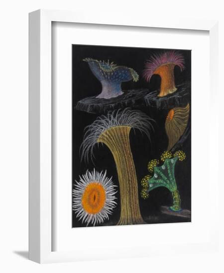 Anemones and Stalked Jellyfish-Philip Henry Gosse-Framed Giclee Print