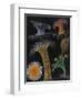 Anemones and Stalked Jellyfish-Philip Henry Gosse-Framed Giclee Print