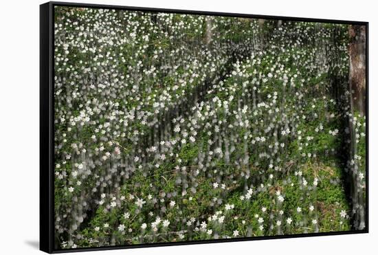 Anemones,anemones-Heidi Westum-Framed Stretched Canvas