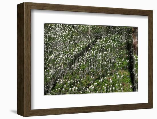 Anemones,anemones-Heidi Westum-Framed Photographic Print