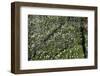 Anemones,anemones-Heidi Westum-Framed Photographic Print