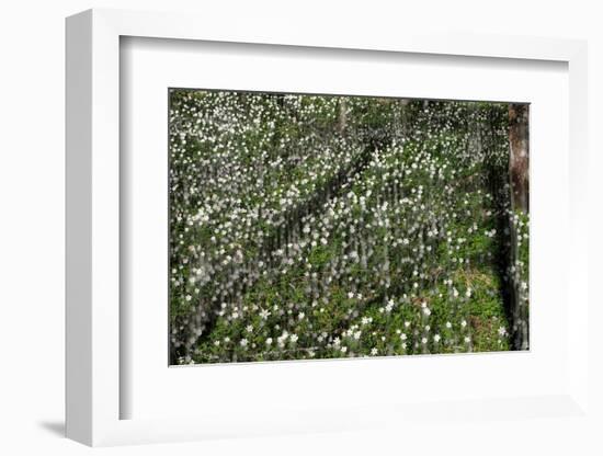 Anemones,anemones-Heidi Westum-Framed Photographic Print