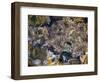 Anemones in tidal pools, Point Lobos Natural Reserve, California, USA-Anna Miller-Framed Photographic Print