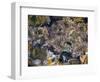 Anemones in tidal pools, Point Lobos Natural Reserve, California, USA-Anna Miller-Framed Photographic Print