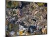 Anemones in tidal pools, Point Lobos Natural Reserve, California, USA-Anna Miller-Mounted Photographic Print