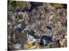 Anemones in tidal pools, Point Lobos Natural Reserve, California, USA-Anna Miller-Stretched Canvas