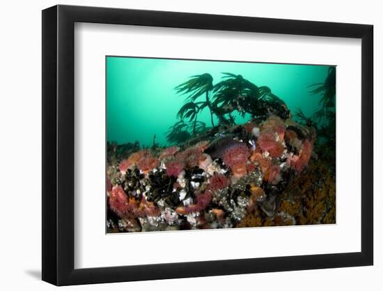 Anemones, Kelp and Other Marine Life on Rock Underwater, Saltstraumen, Bod?, Norway, October 2008-Lundgren-Framed Photographic Print