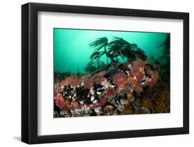 Anemones, Kelp and Other Marine Life on Rock Underwater, Saltstraumen, Bod?, Norway, October 2008-Lundgren-Framed Photographic Print