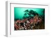 Anemones, Kelp and Other Marine Life on Rock Underwater, Saltstraumen, Bod?, Norway, October 2008-Lundgren-Framed Photographic Print