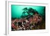 Anemones, Kelp and Other Marine Life on Rock Underwater, Saltstraumen, Bod?, Norway, October 2008-Lundgren-Framed Photographic Print