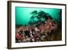 Anemones, Kelp and Other Marine Life on Rock Underwater, Saltstraumen, Bod?, Norway, October 2008-Lundgren-Framed Photographic Print