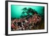 Anemones, Kelp and Other Marine Life on Rock Underwater, Saltstraumen, Bod?, Norway, October 2008-Lundgren-Framed Photographic Print