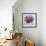 Anemones: Red, White, Pink and Purple-Joan Thewsey-Framed Giclee Print displayed on a wall