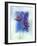 Anemones-Franz Heigl-Framed Art Print