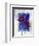 Anemones-Franz Heigl-Framed Art Print
