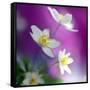 Anemones-Heidi Westum-Framed Stretched Canvas