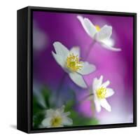 Anemones-Heidi Westum-Framed Stretched Canvas