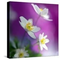 Anemones-Heidi Westum-Stretched Canvas