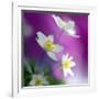 Anemones-Heidi Westum-Framed Photographic Print