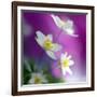 Anemones-Heidi Westum-Framed Photographic Print