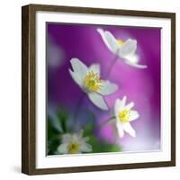 Anemones-Heidi Westum-Framed Photographic Print